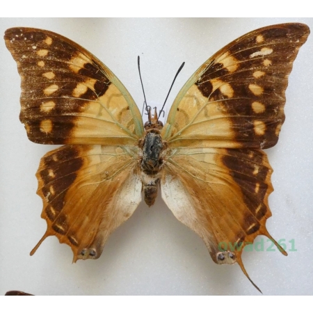 Charaxes cowani Butler, 1878 Madagascar 78mm91n